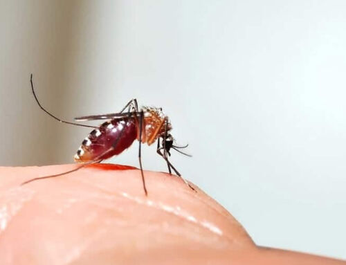 Hamilelikte Sivrisinek Isırıklarına Karşı Nasıl Korunulur?